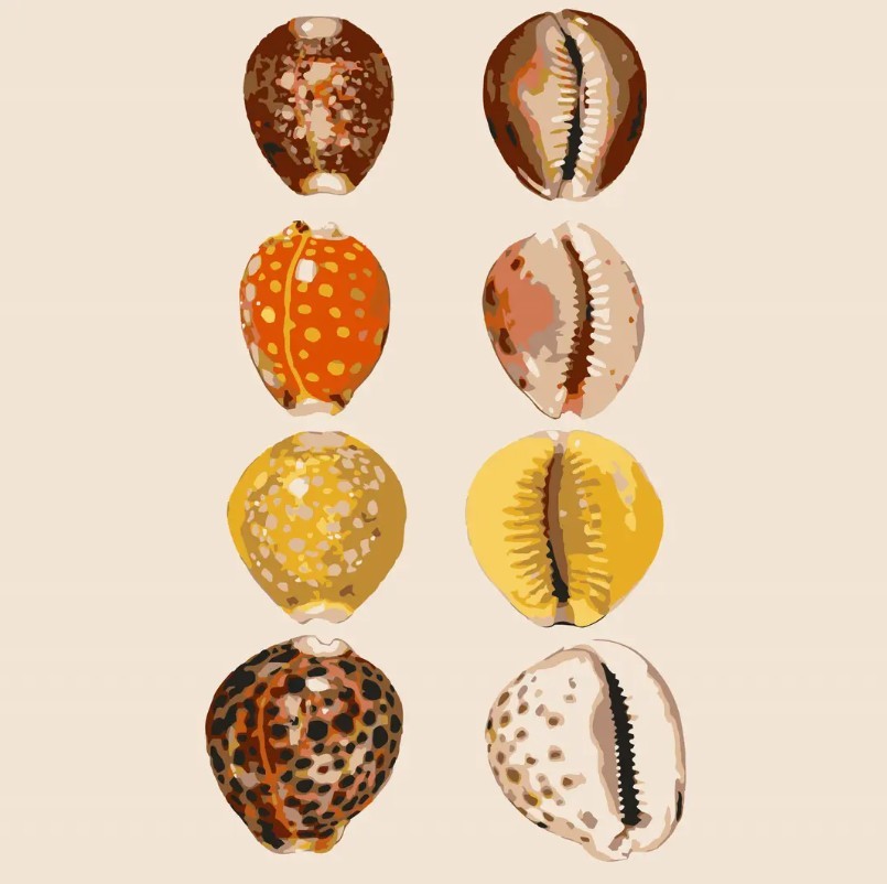 Hōʻiliʻili Leho (cowry collection) Paint by Number