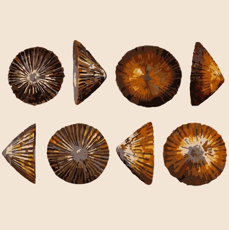 Ohi ʻOpihi (to gather ʻopihi) Paint by Number
