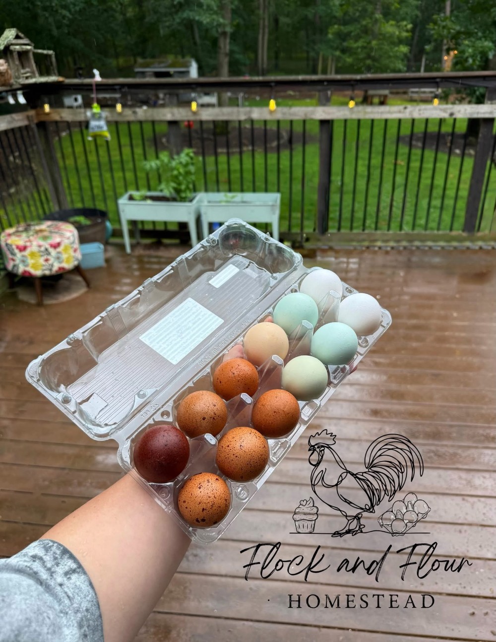 Farm Fresh Rainbow Eggs- Organic, True Free Range