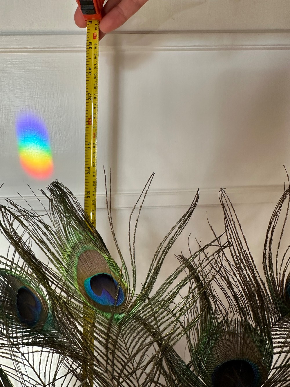 Vase w/ Peacock Feathers