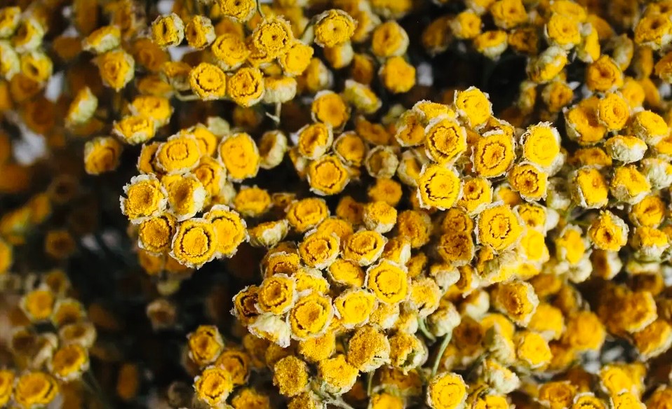 RMR 3 oz Natural Gold Tansy (USA Farm)