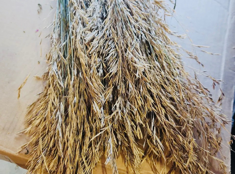 RMR Grass: Brome Seed Heads (USA Farm)