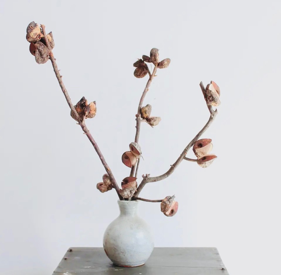 RMR (SET of 6 STEMS) - Natural Hakea (USA Farm)
