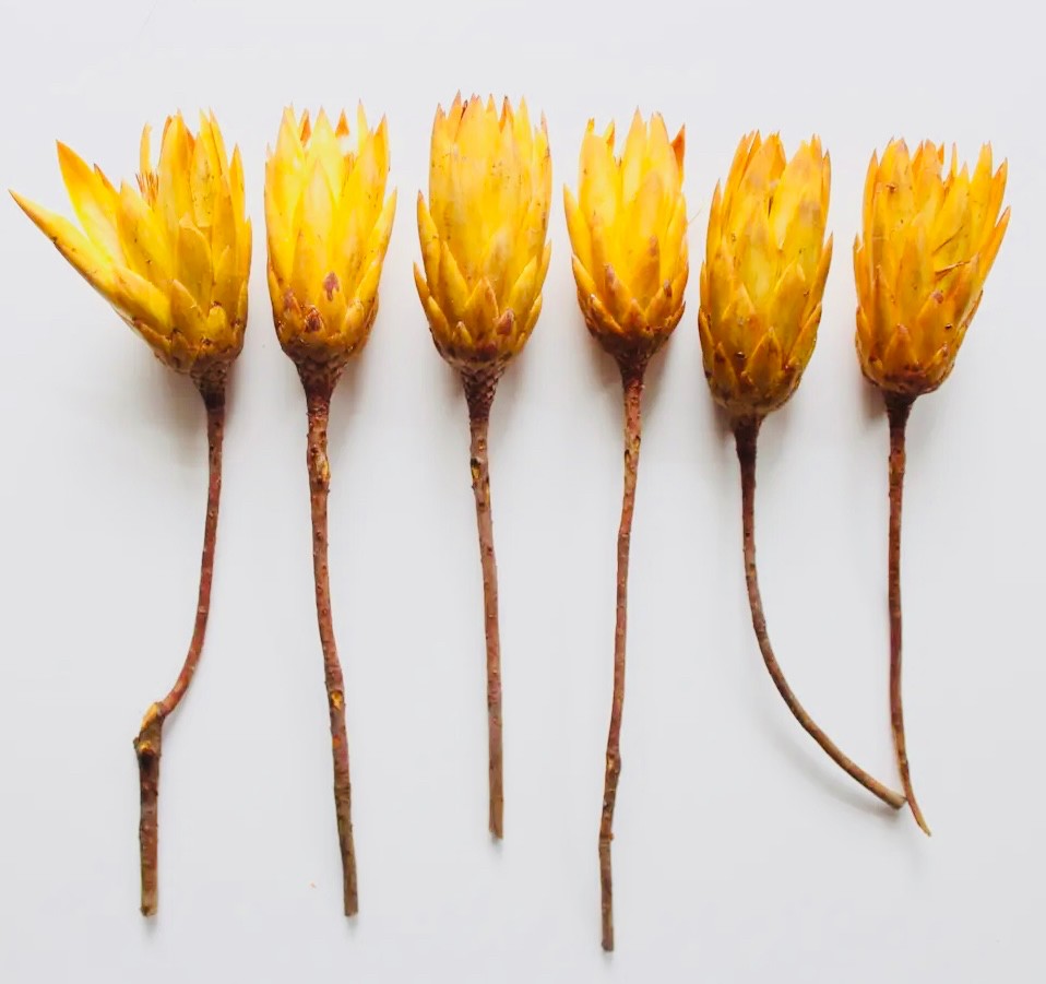 RMR (SET of 6 STEMS) - Yellow Protea Repens (USA Farm)