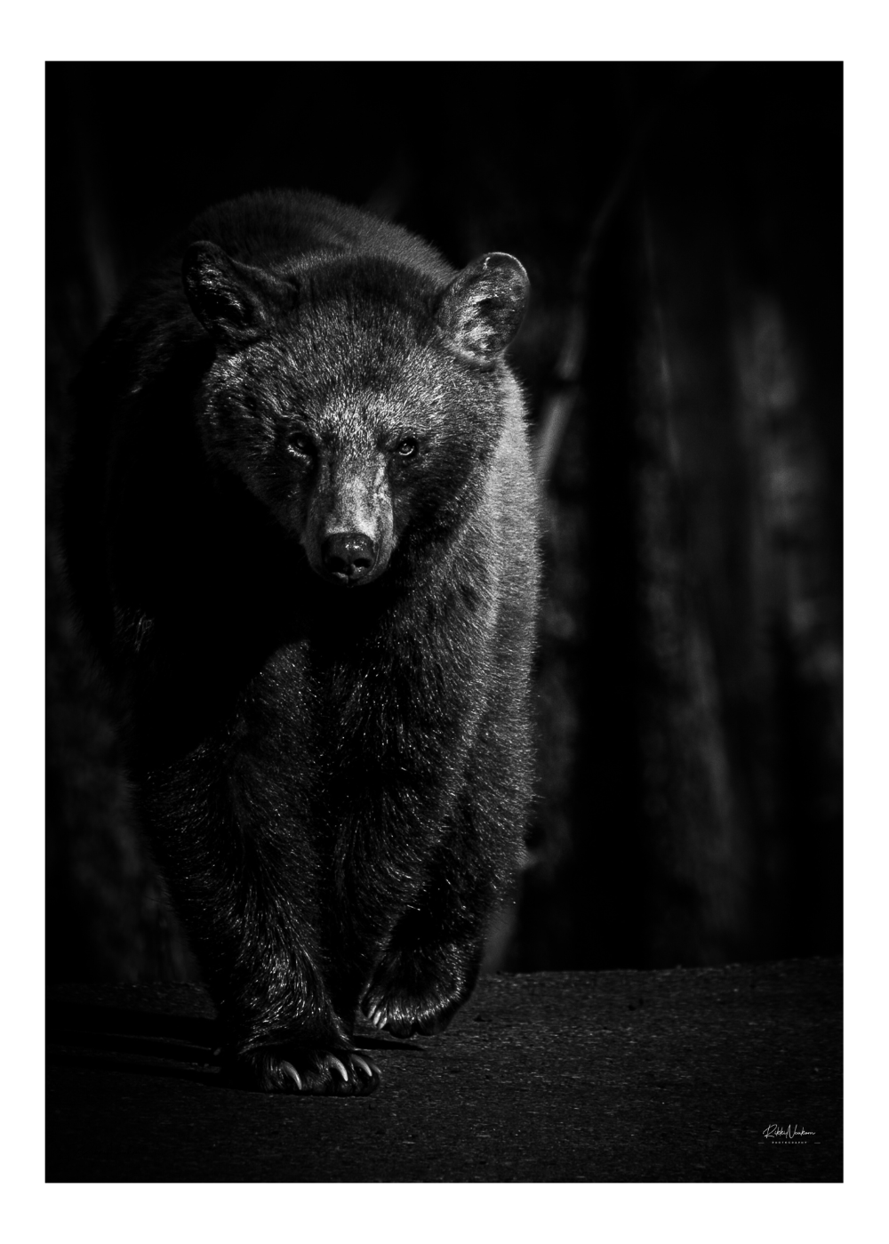 The Bear Stare- Card