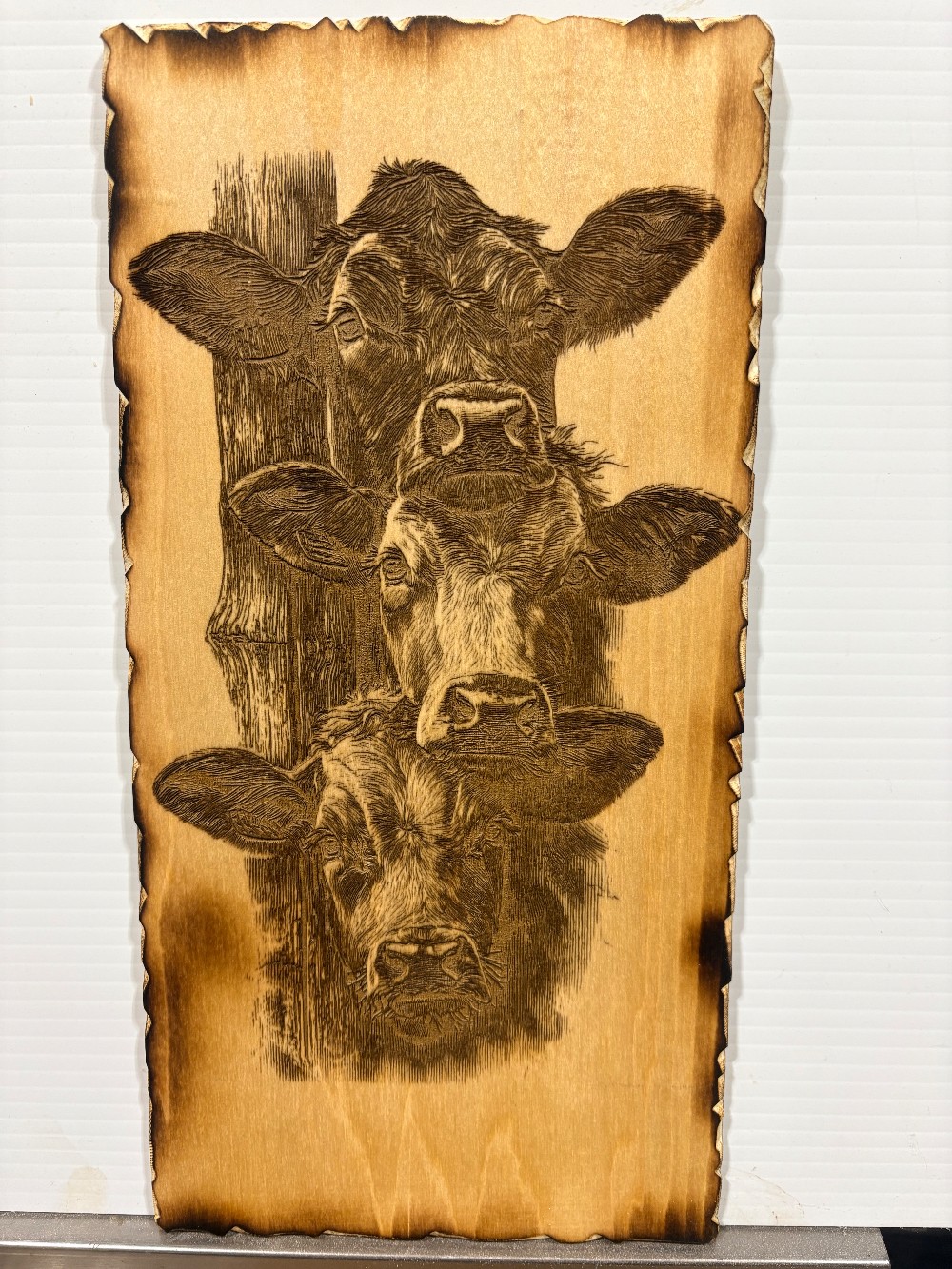 3 Cow wall plaque