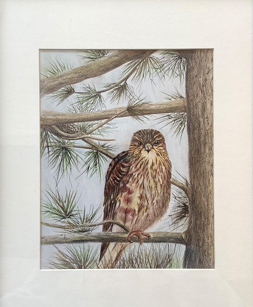 Owl in Pines 8x10