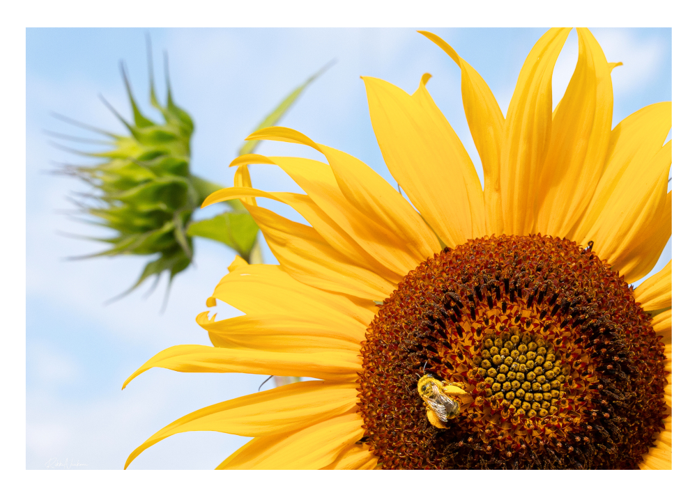The Sunflower and the Bee - Card