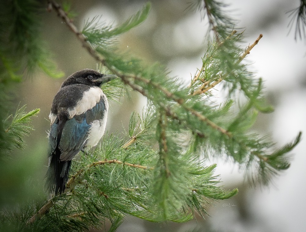 Juvenile Magpie Sitting In My Tree Print