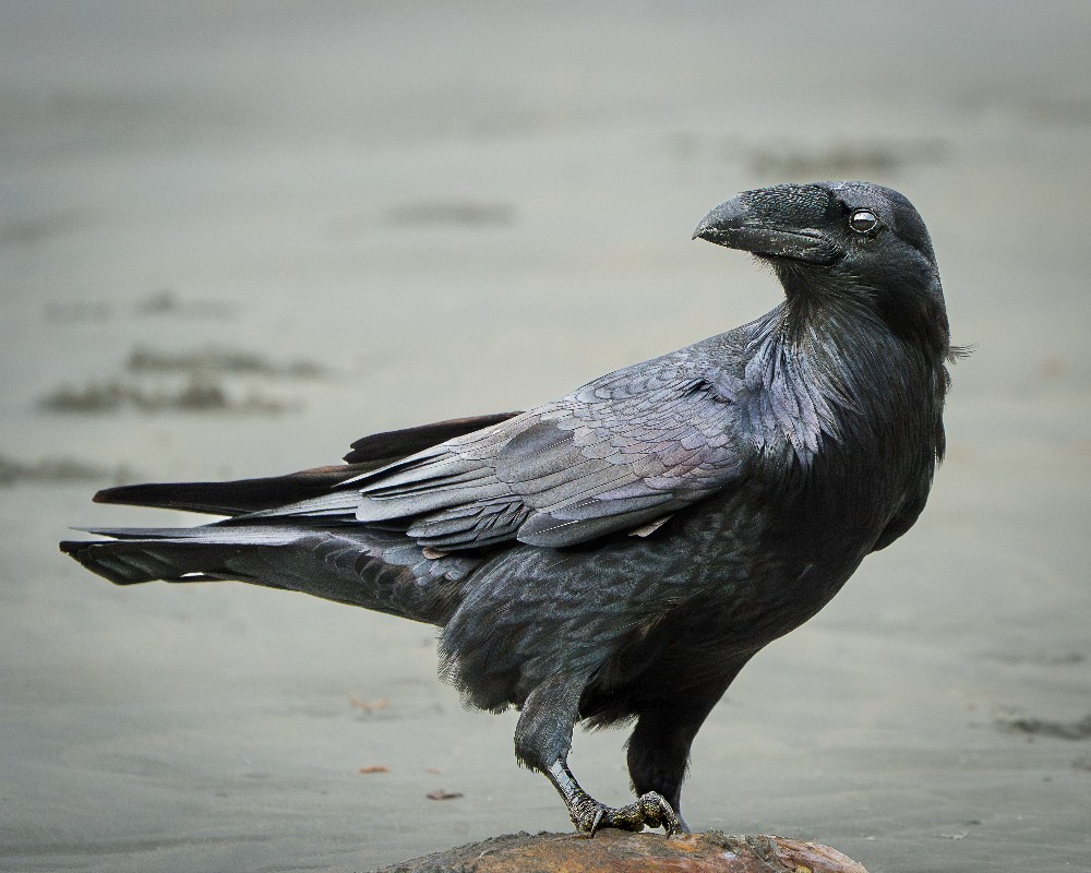 Beach Raven Print