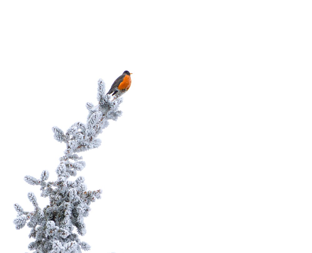 The Robin and the Frost Print