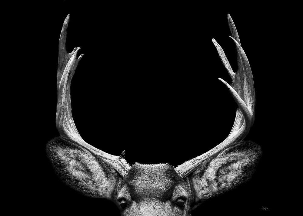 Buck- Card
