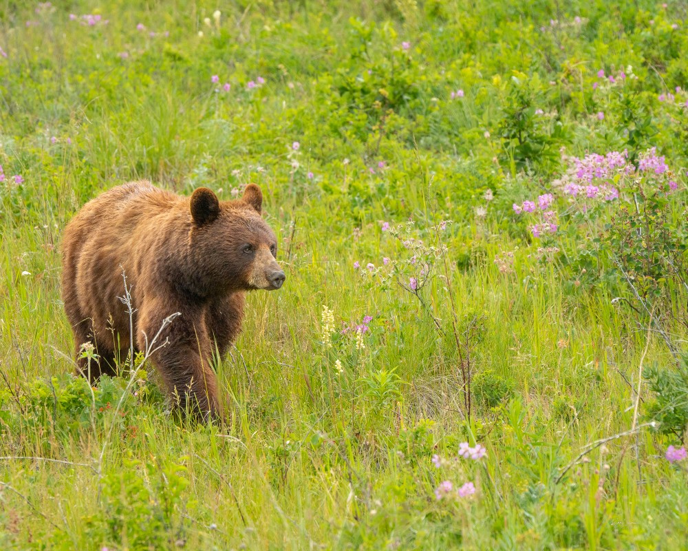 The Bear Amongst the Flowers Print