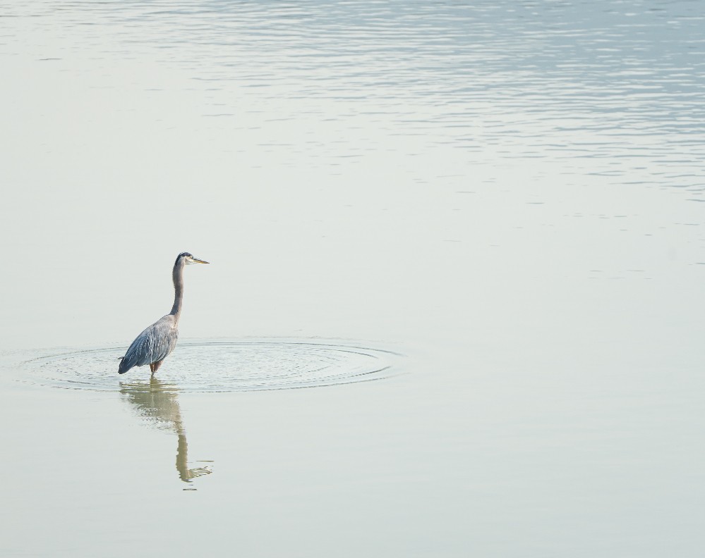 Great Blue Heron Reflection Print