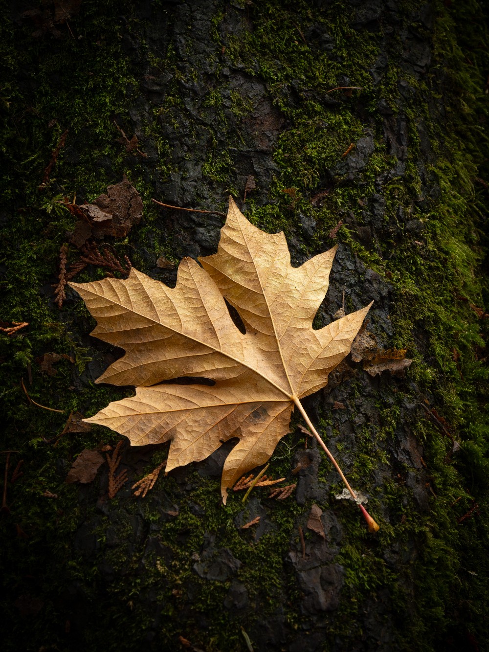 The Maple Leaf Falls Print