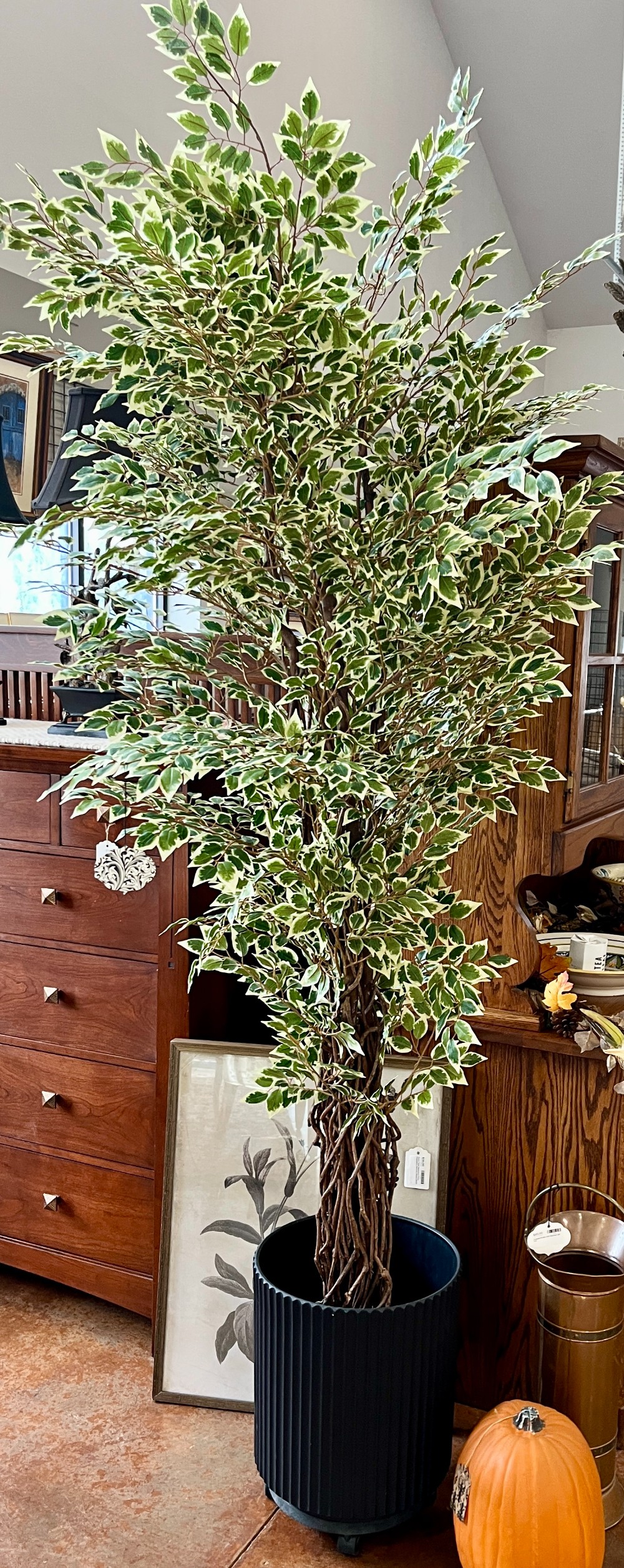 Faux Ficus Tree w/ Black Pot on Wheels 8
