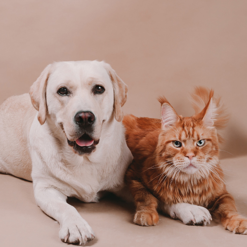 For the Animal Lover